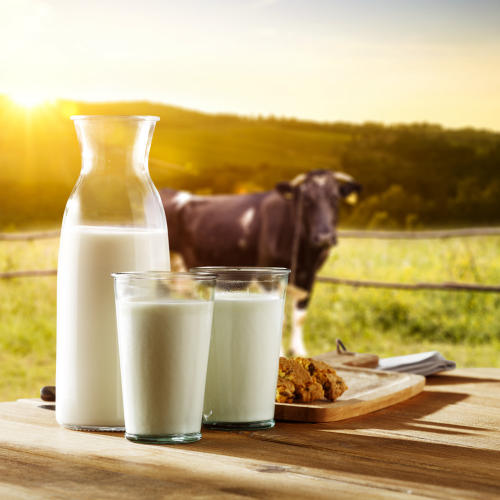 Photo of milk and cow